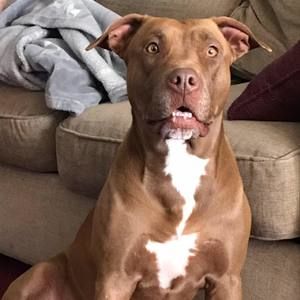 Meet your Posher, Dayani